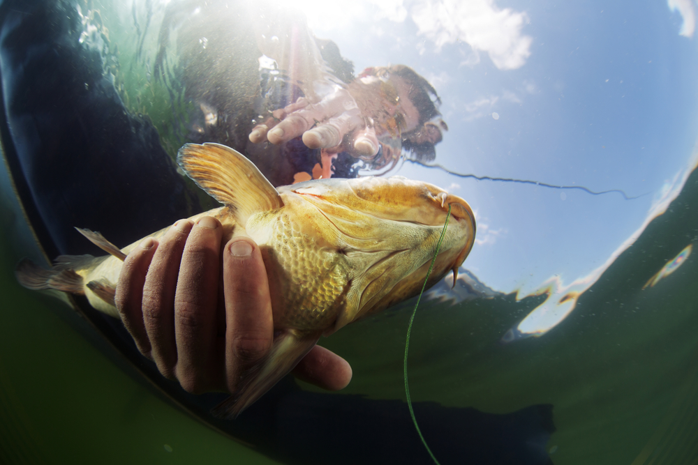 Battalion Bait Catch & Release Fish