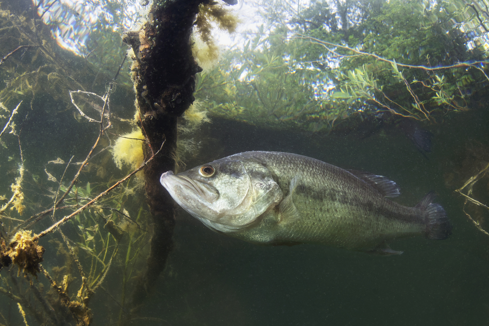 Battalion Bait Largemouth Bass Fishing Habitat